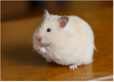 hamster hamsters petsmart