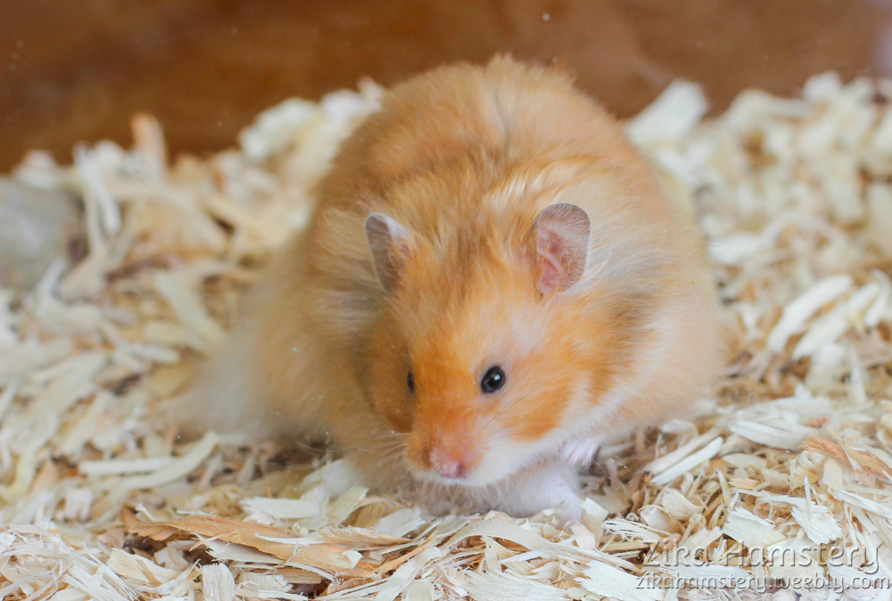 Our Hamsters - Zika Hamstery